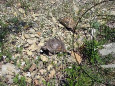 Черепаха Никольского (средиземноморская черепаха) 002
